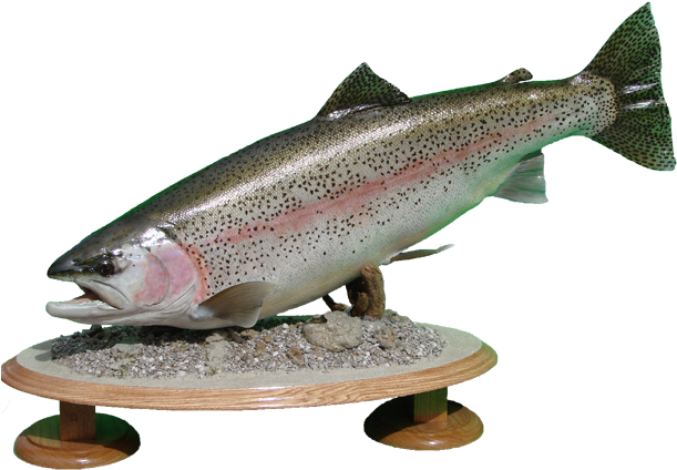 Rainbow Trout Mount - Rainbow Trout (650x488), Png Download