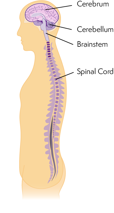 Diagram Of Central Nervous System - Central Nervous System (393x734), Png Download