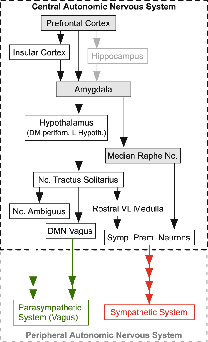 Simplified Diagram Of The Central Autonomic Nervous - Central Autonomic Nervous System (665x1095), Png Download