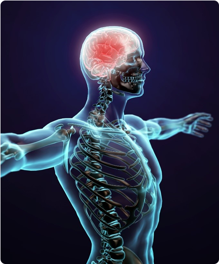 We Take Up And Heal All The Patients Of Nervous System - Human Body Png (500x600), Png Download