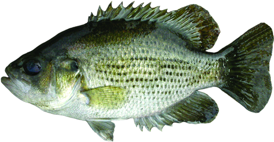 Rock Bass - Rock Bass Png (600x281), Png Download