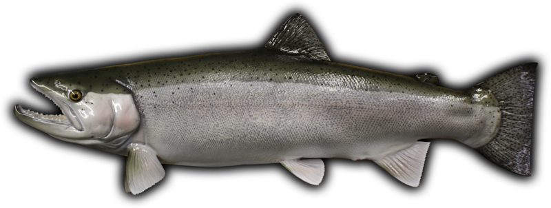 25" Rainbow Trout Fish Mount Replica - Touladi (800x302), Png Download