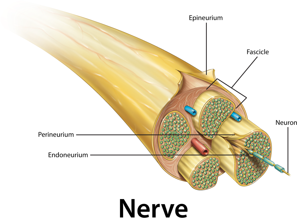 Il 407 R00 Nerve Cross Section W Labels - Sensory Neuron (1024x772), Png Download