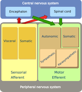 Peripheral Nervous System - Nervous System (350x393), Png Download