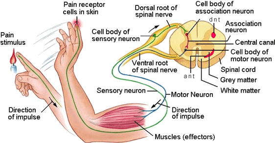 A Reflex Arc Is The Nerve Pathway That Leads From Stimulus - Sensory And Motor Nerve (619x320), Png Download