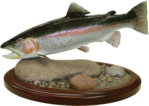 Rainbow Trout Mount - Coastal Cutthroat Trout (650x477), Png Download