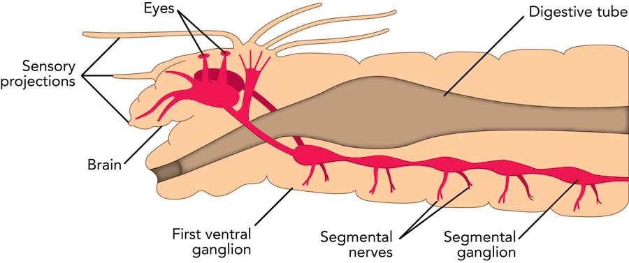 </strong> Nervous System - Worm Nervous System (900x377), Png Download