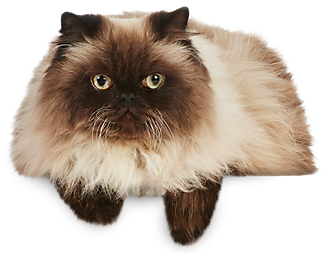 Cat Png - Himalaya Cat Png (550x330), Png Download