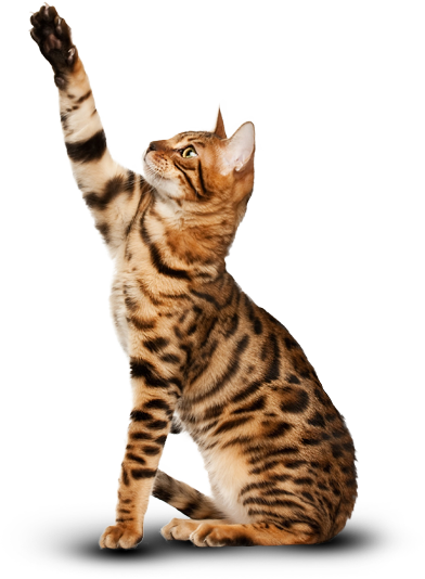 Bengal Cat - Happy Earth Day Cat (392x534), Png Download