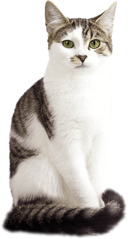 Harringtons Cat - American Wirehair Png (519x820), Png Download