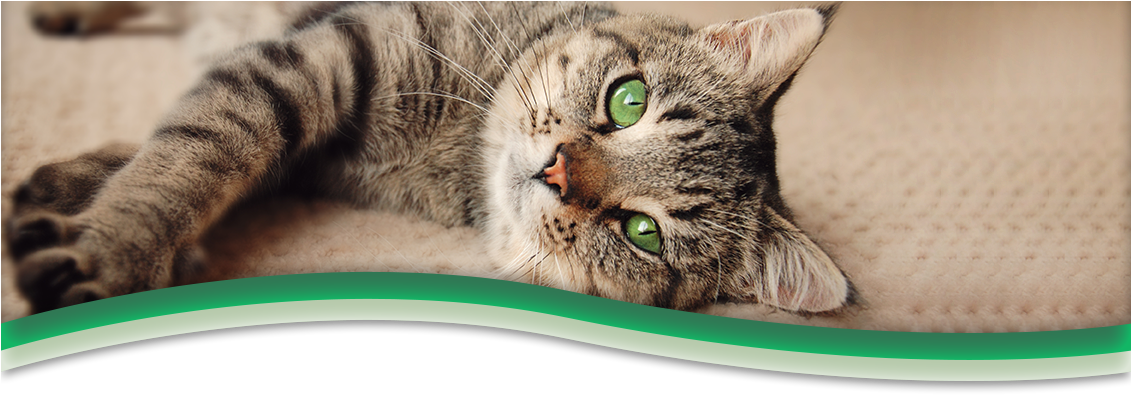 Surgery Services - Sauk Prairie Small Animal Hospital And Shamrock Pet (1130x768), Png Download