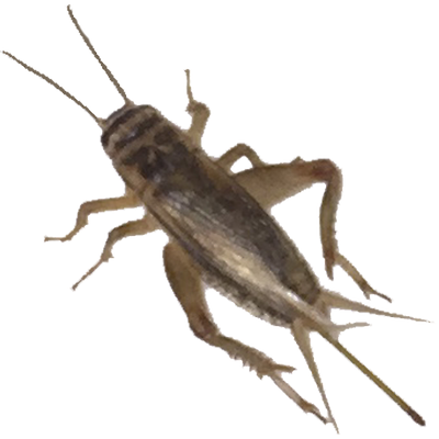 Crickets - House Cricket (400x400), Png Download