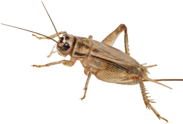 Eat Crickets - Cricket Transparent (598x436), Png Download