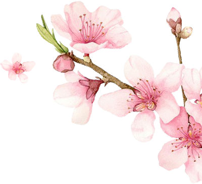 Meiji Indonesian Pharmaceutical Industries - Sakura Extract (400x365), Png Download