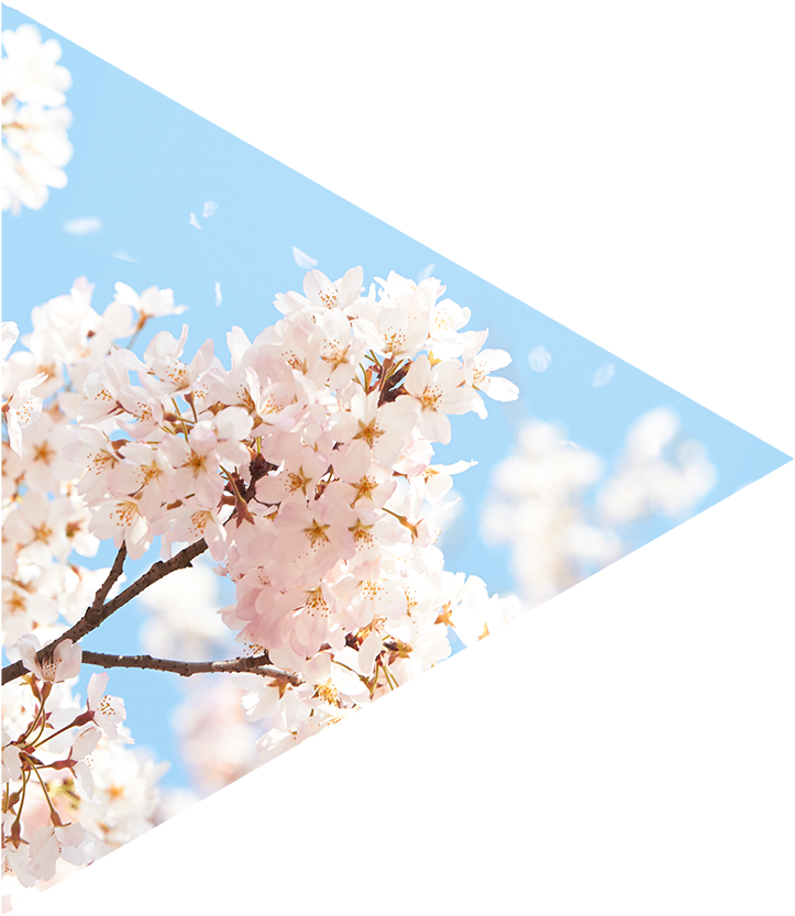 桜 - Cherry Blossom (723x833), Png Download