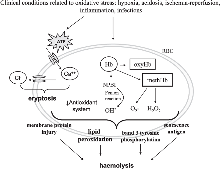 Concise Mechanisms Involved In Red Blood Cells Haemolysis - Lay Red Blood Cell Oxidative Stress (738x550), Png Download