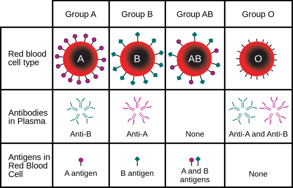 Blood Types - Blood Groups (1000x643), Png Download
