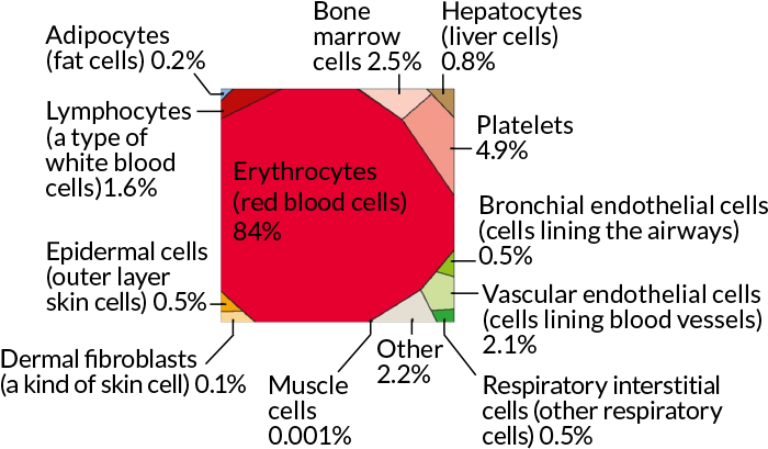 Here Are The Main Types Of Truly Human Cells In The - Amount Of Blood Cells In Human Body (730x438), Png Download