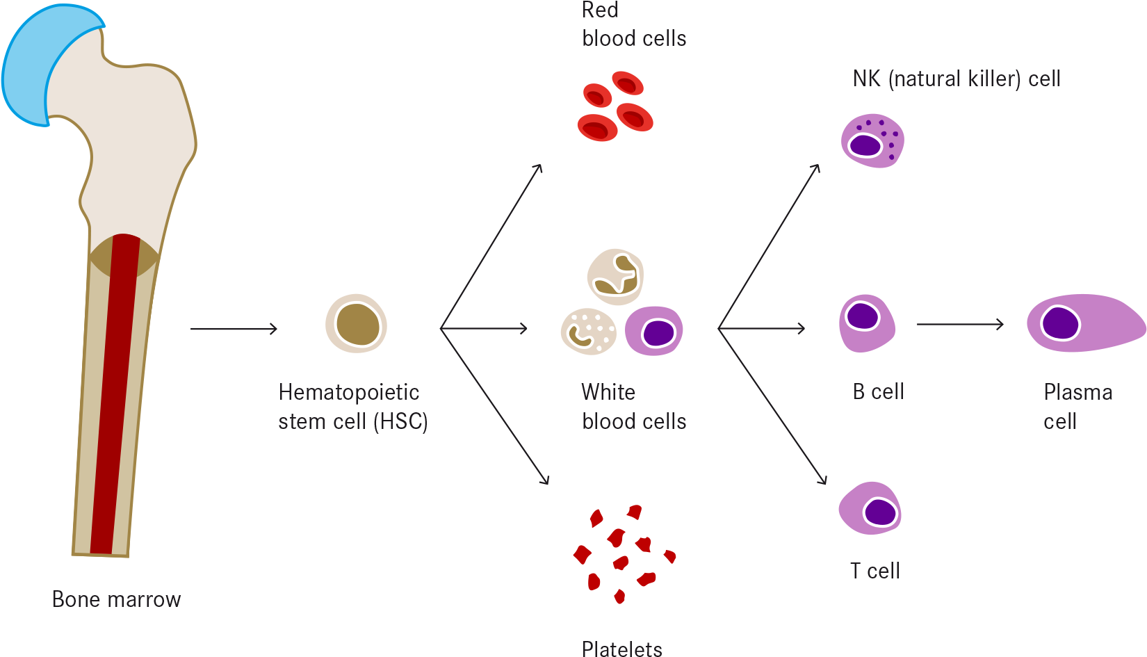 Hematopoiesis Is The Formation Of Blood Cellular Components - Hematopoyesis Png (1840x1200), Png Download