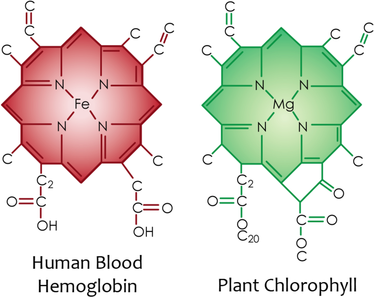 Red Blood Cell - Structure Of Chlorophyll And Haemoglobin (800x624), Png Download