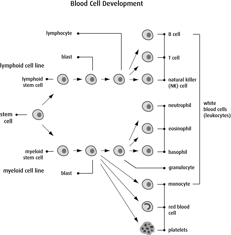The Blood And Cancer - Diagram (754x768), Png Download