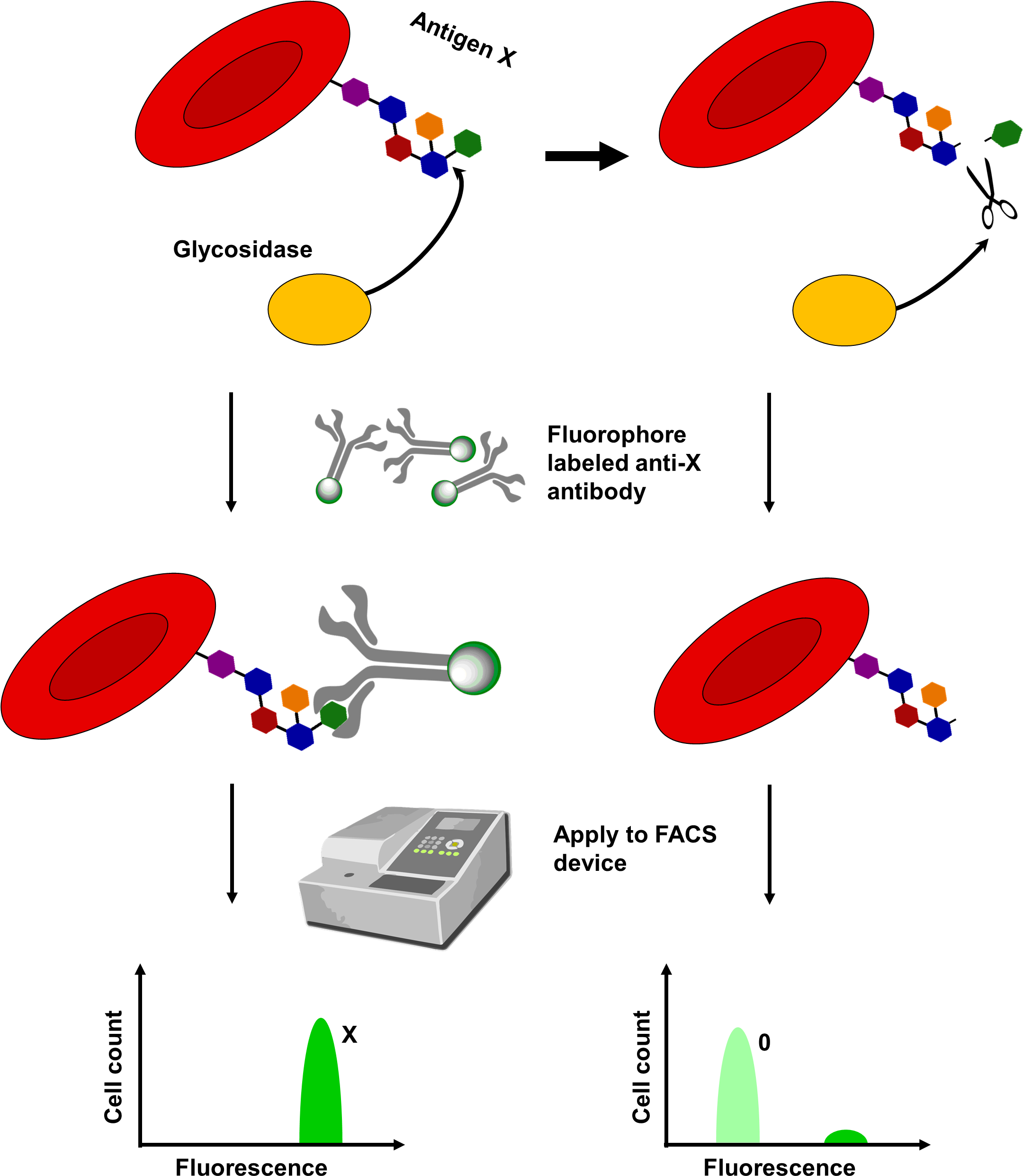 Download Scheme Illustrating The Detection Of Blood Antigens Antigen