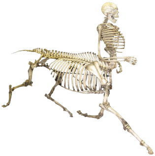 Free Icons Png - Skeletons Png (363x350), Png Download