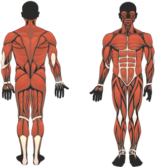 Commercial Use Muscles Of The Skeleton, Muscles Of - Prophet's Anatomy: The Blueprint (360x360), Png Download