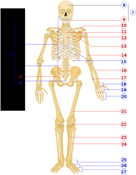 Human Skeleton Front Numbered - Human Skeleton Diagram Numbered (564x599), Png Download