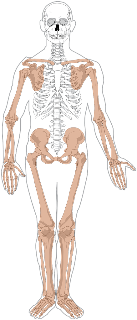 Sleleton Clipart Human Biology - Appendicular Skeleton Without Labels (500x1029), Png Download