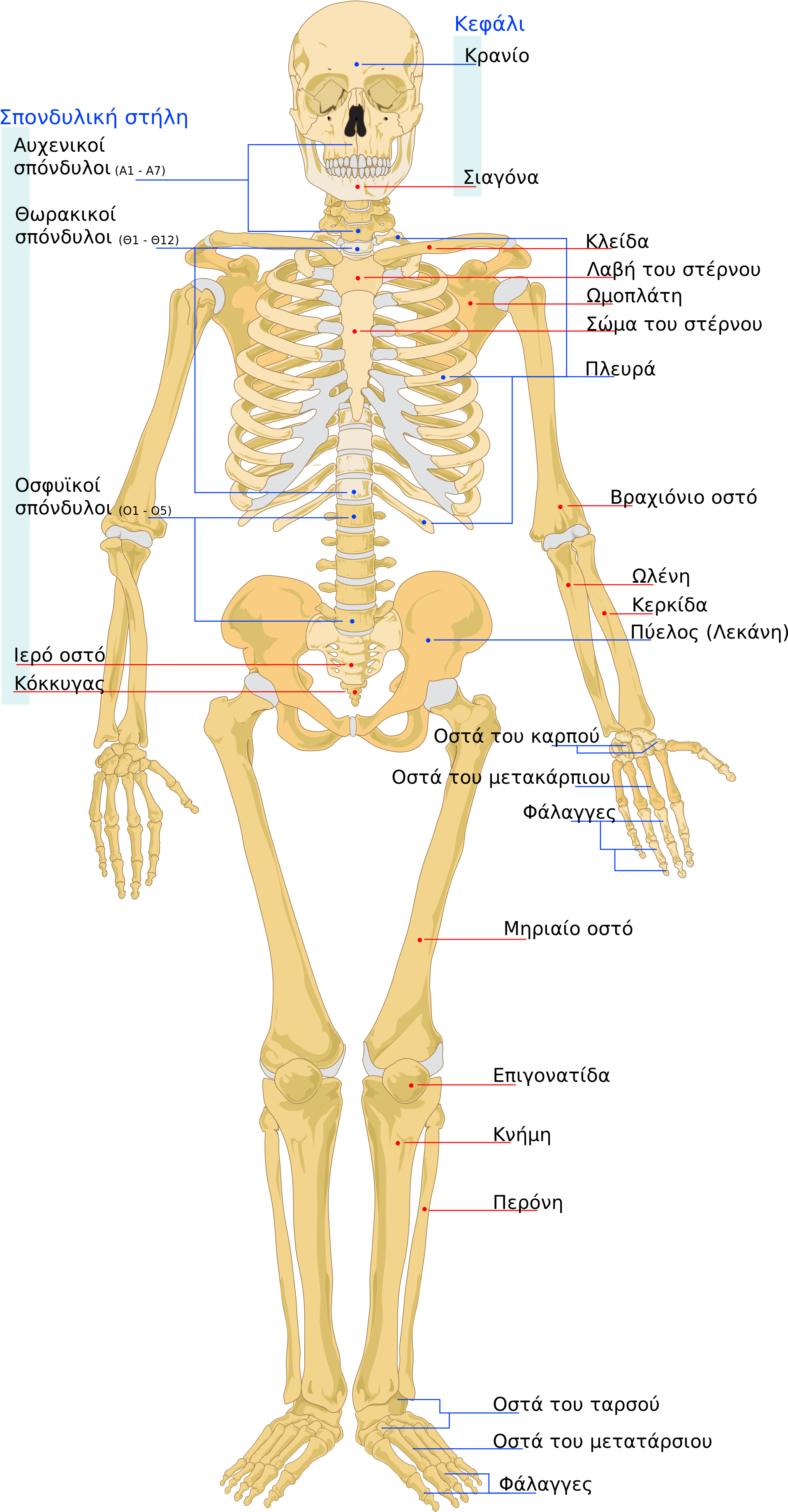 Open - Many Bones In Human Body (2000x3862), Png Download
