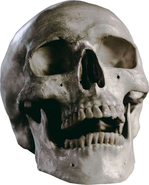 Skull, Skeleton, Head, Death, Human, Anatomy, Bone - Perspective 3 4 Skull (579x720), Png Download