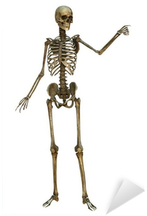 Skeleton (400x400), Png Download