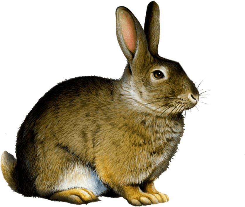 Bunny Rabbit Png - Rabbit Png (999x799), Png Download