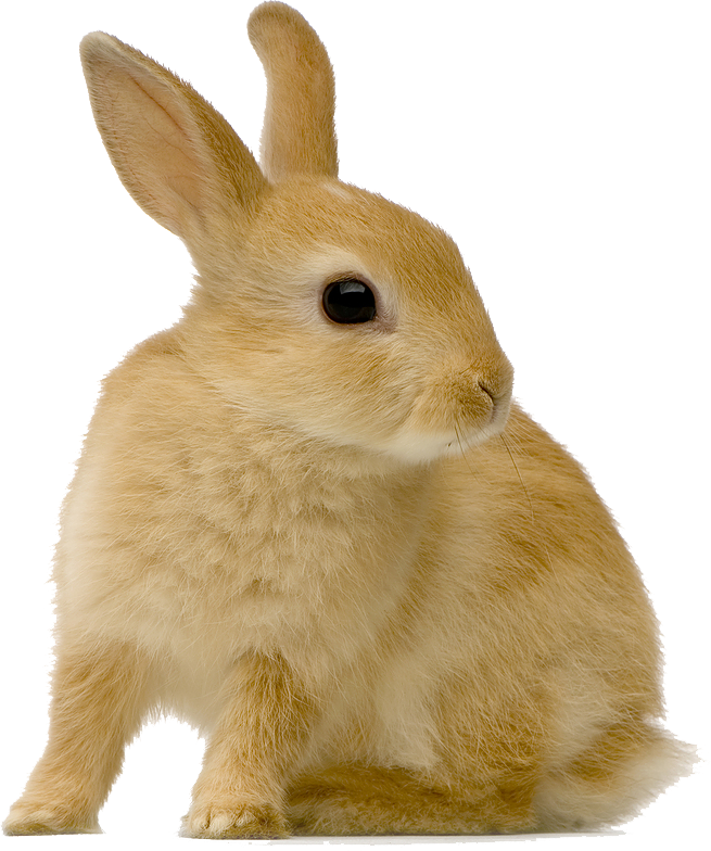Rabbit's Teeth Grow Continuously And Must Be Checked - Rabbit (655x784), Png Download