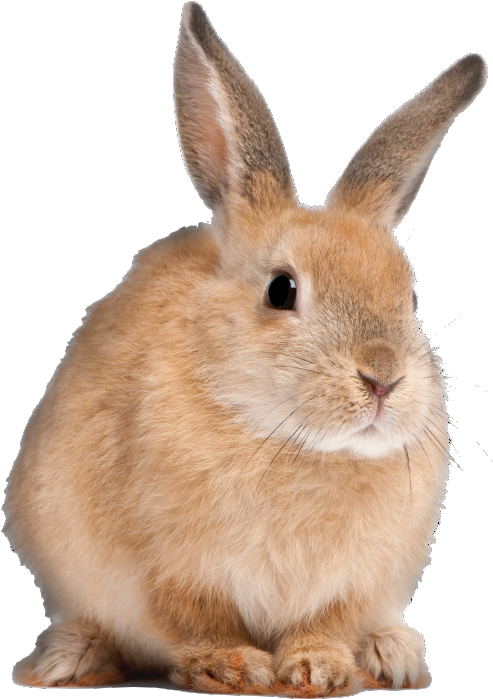 Bacongamejam 05 » Surreal Warp Nightmare « Bacongamejam - Long Do Rabbits Live (598x730), Png Download