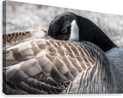 Dodo De Bernache Canvas Print - Flickr (429x344), Png Download