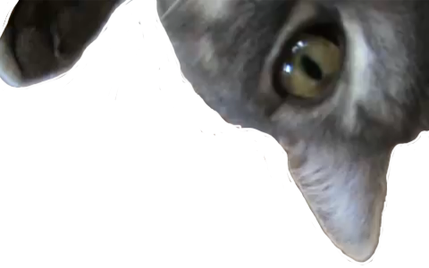 Png - Cat Transparent Picture Png (480x300), Png Download