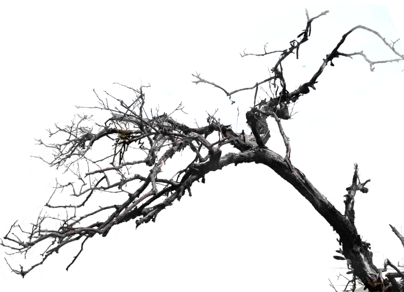 Tree Png File - Photoshop Contest (792x573), Png Download