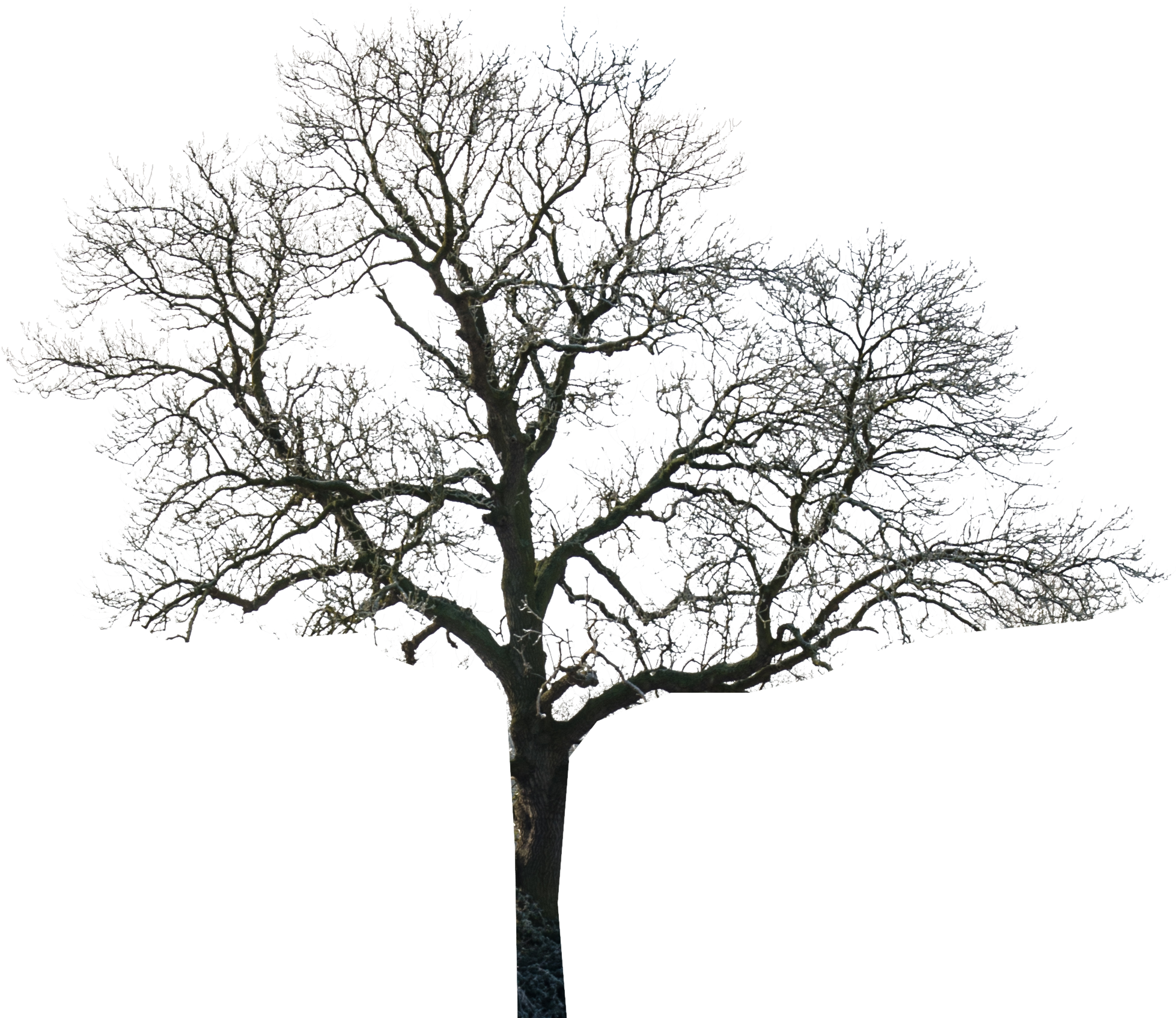 Tree - Skinningrove Bonfire 2017 (1956x1773), Png Download