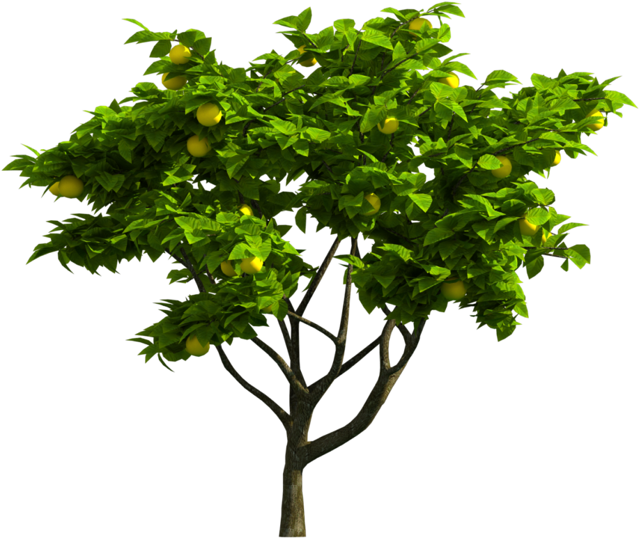 Tree Png Download - Portable Network Graphics (1020x1020), Png Download