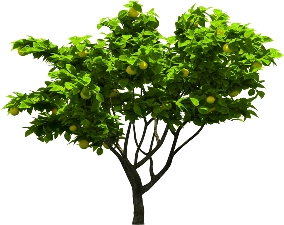 Tree Png Download - New Haven Elm Tree (1020x1020), Png Download