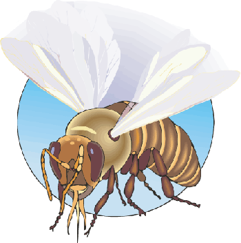At The Very End Of The Abdomen Is The Stinger, Which - Bees (350x352), Png Download