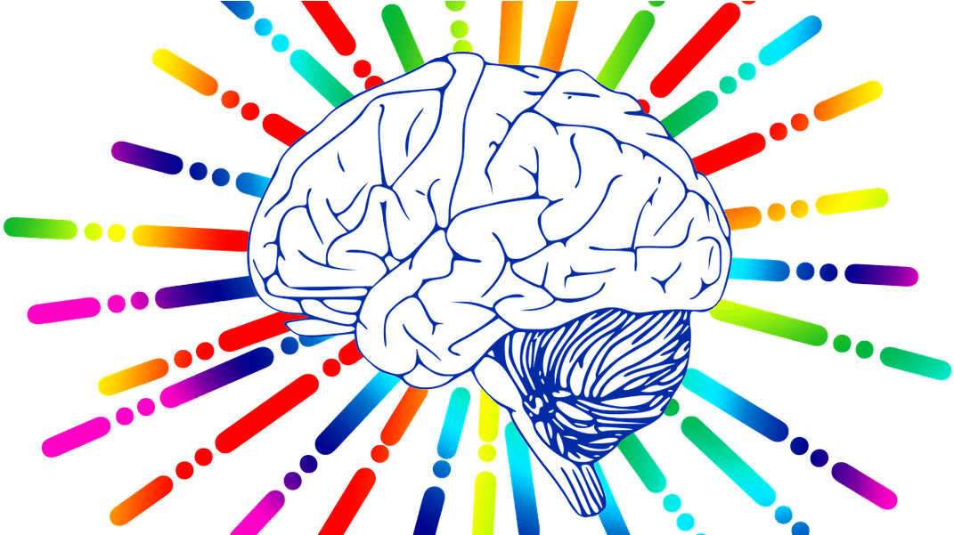 Structure Of Brain Throw Blanket (1755x600), Png Download