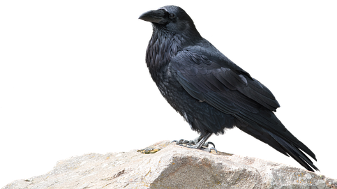 Raven, Bird, Animal World, Nature - Spooky Crows Transparent Background (482x340), Png Download