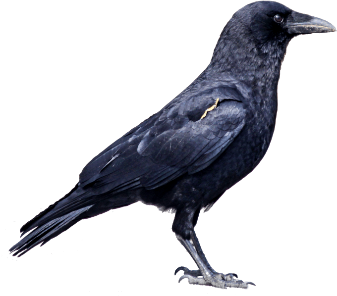 Raven One - Crow Png (400x350), Png Download