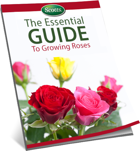 The Essential Guide To Growing Roses - Rose (461x496), Png Download