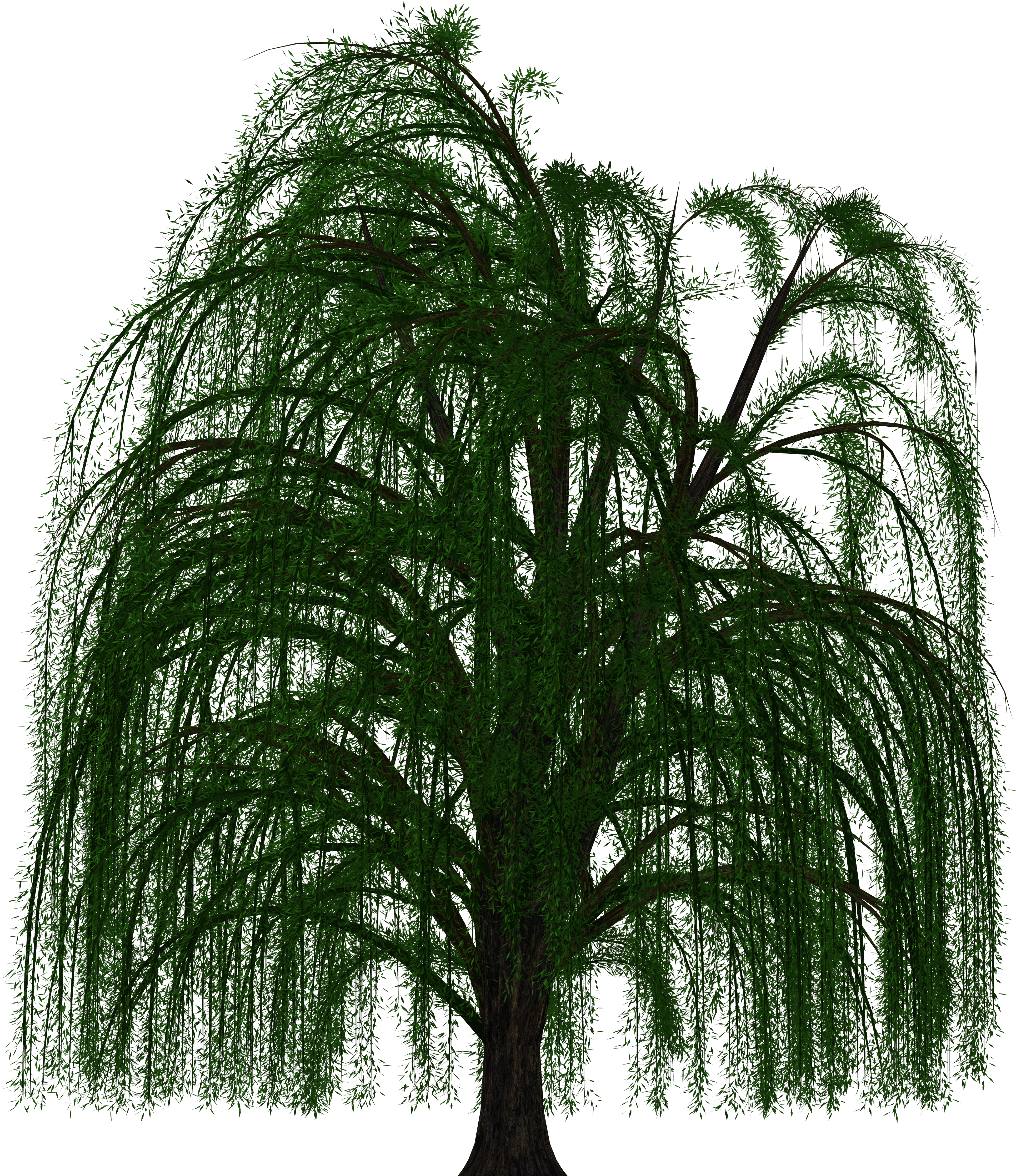 Weeping, Willow - Willow Tree Transparent Background (1280x960), Png Download