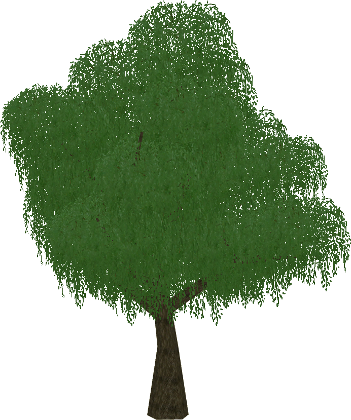 Weeping Willow - Grass (828x828), Png Download