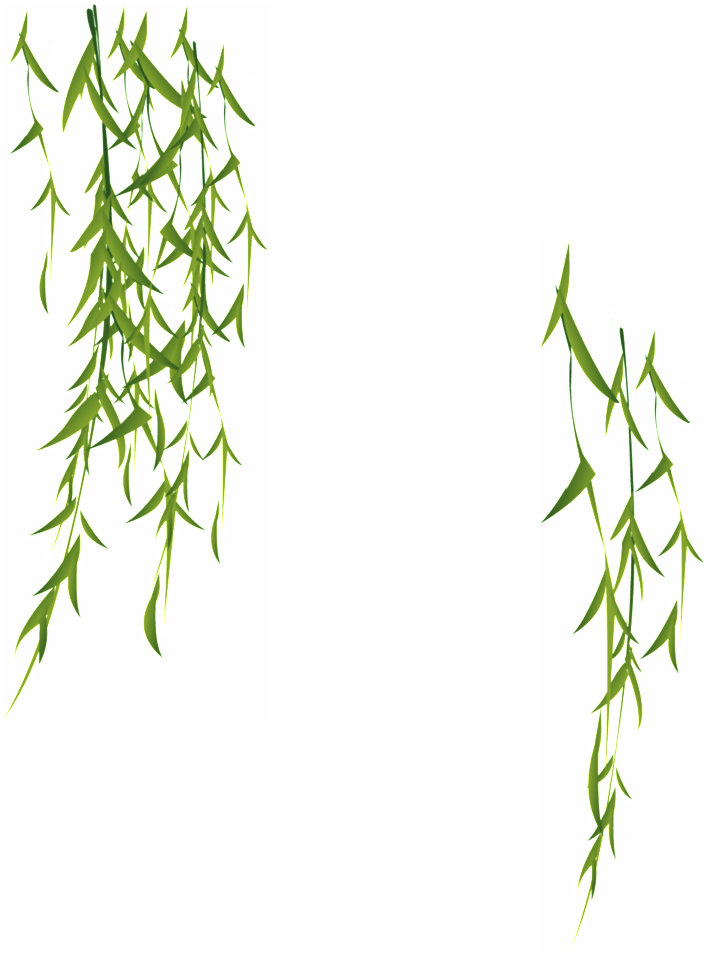 柳条 Png (1024x1024), Png Download